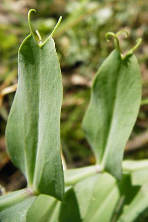 Lathyrus ochrus \ Flgel-Platterbse, Scheidige Platterbse, Kreta Armeni 7.4.2015