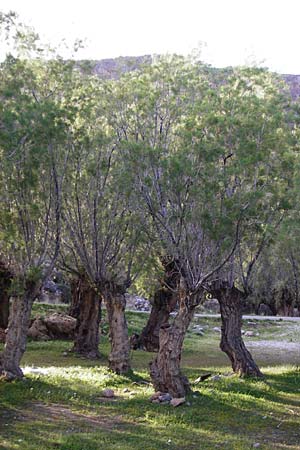 Tamarix hampeana ? \ Hampes Tamariske / Hampe's Tamarisk, Kreta/Crete Moni Kapsa 10.4.2015