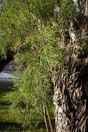 Tamarix hampeana ? \ Hampes Tamariske / Hampe's Tamarisk, Kreta/Crete Moni Kapsa 10.4.2015