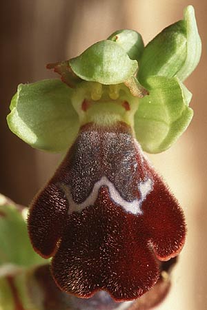 Ophrys basilissa / Royal Orchid, Crete,  Phaistos 5.1.1999 