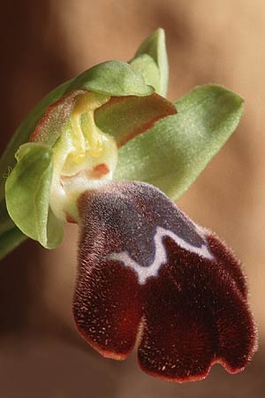 Ophrys basilissa \ Königinnen-Ragwurz, Kreta,  Phaistos 5.1.1999 