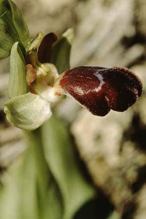 Ophrys basilissa / Royal Orchid, Crete,  Phaistos 11.2.2002 