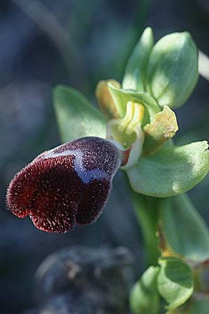 Ophrys basilissa / Royal Orchid, Crete,  Phaistos 15.2.2002 