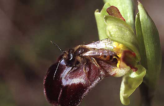 Ophrys basilissa \ Königinnen-Ragwurz / Royal Orchid (mit/with Andrena bimaculata ?), Kreta/Crete,  Phaistos 23.2.2004 (Photo: Helmut Presser)