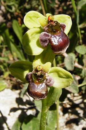 Ophrys bombyliflora \ Bremsen-Ragwurz, Drohnen-Ragwurz, Kreta,  Kato Arhanes 1.4.2015 