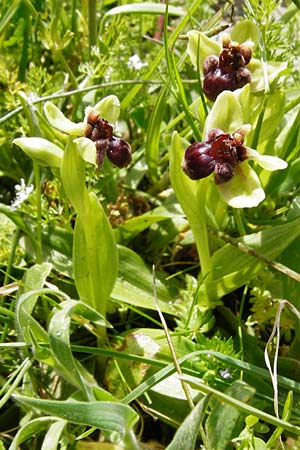 Ophrys bombyliflora \ Bremsen-Ragwurz, Drohnen-Ragwurz, Kreta,  Spili 5.4.2015 