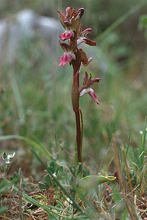 Anacamptis collina \ Hügel-Knabenkraut / Fan-Lipped Orchid, Kreta/Crete,  Arhanes, Jouhtas 4.4.1990 