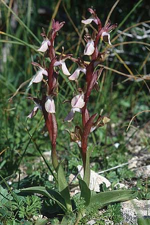 Anacamptis collina \ Hügel-Knabenkraut / Fan-Lipped Orchid, Kreta/Crete,  Phaistos 11.2.2002 