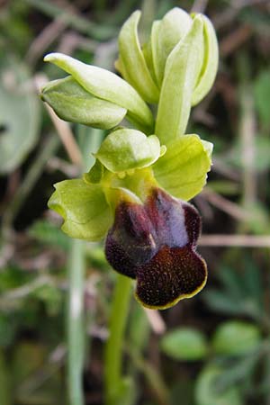 Ophrys creberrima \ Creberrima-Ragwurz, Kreta,  Spili 5.4.2015 