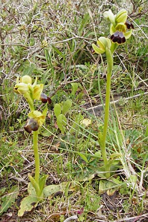 Ophrys creberrima \ Creberrima-Ragwurz / Creberrima Bee Orchid, Kreta/Crete,  Spili 5.4.2015 