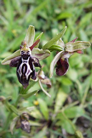 Ophrys cretica \ Kretische Ragwurz / Cretan Bee Orchid, Kreta/Crete,  Kavousi 11.4.2015 