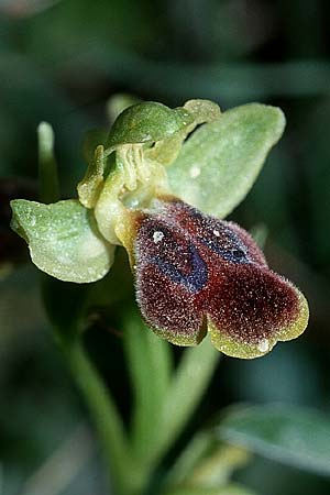 Ophrys fusca s.l. \ Braune Ragwurz / Dull Ophrys, Kreta/Crete,  Rodovani 21.4.2001 