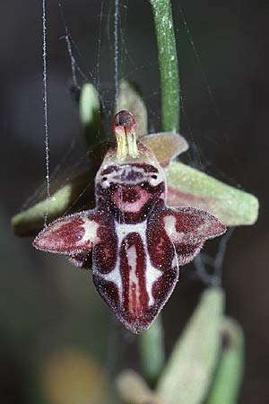 Ophrys cretica subsp. bicornuta \ Kretische Ragwurz / Cretan Bee Orchid, Kreta/Crete,  Stavrohori 23.4.2001 