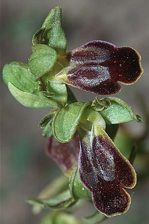 Ophrys phaidra \ Kretische Braune Ragwurz / Cretan Dull Orchid, Kreta/Crete,  Afrati 24.4.2001 