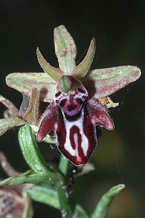 Ophrys cretica subsp. bicornuta / Cretan Bee Orchid, Crete,  Stavrohori 23.4.2001 