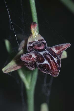 Ophrys cretica subsp. bicornuta / Cretan Bee Orchid, Crete,  Stavrohori 23.4.2001 