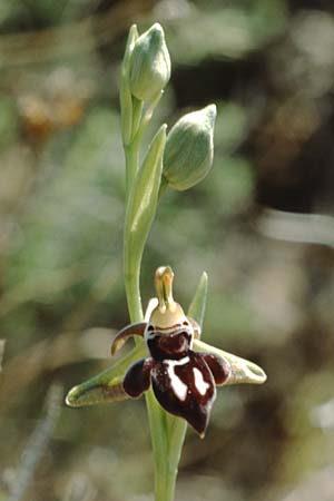 Ophrys cretica \ Kretische Ragwurz / Cretan Bee Orchid, Kreta/Crete,  Knossos 3.4.1990 