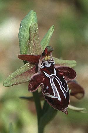 Ophrys cretica \ Kretische Ragwurz / Cretan Bee Orchid, Kreta/Crete,  Knossos 3.4.1990 