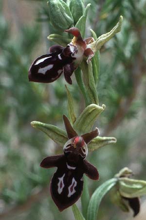 Ophrys cretica \ Kretische Ragwurz / Cretan Bee Orchid, Kreta/Crete,  Phaistos 7.4.1990 