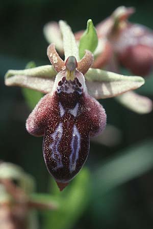 Ophrys ariadnae \ Karpathos-Ragwurz / Karpathos Bee Orchid, Kreta/Crete,  Gerakari 19.4.2001 