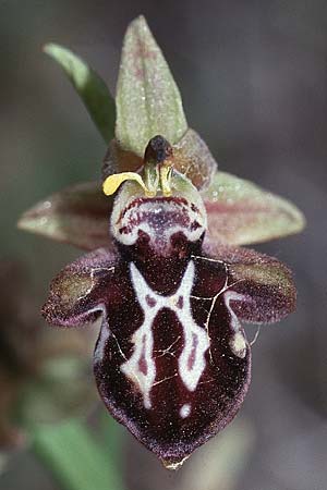 Ophrys cretica \ Kretische Ragwurz / Cretan Bee Orchid, Kreta/Crete,  Phaistos 20.4.2001 