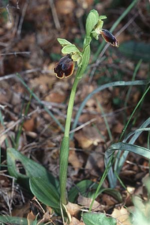 Ophrys creticola / Cretan Dull Orchid, Crete,  Arhanes, Jouhtas 16.2.2002 