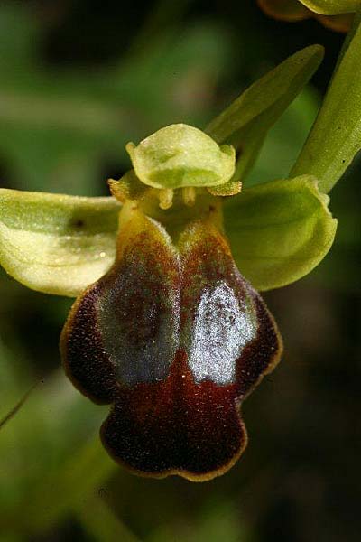 Ophrys creberrima / Creberrima Bee Orchid, Crete,  Spili 20.4.2011 (Photo: Helmut Presser)