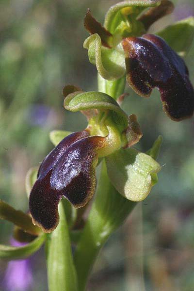 Ophrys creberrima / Creberrima Bee Orchid, Crete,  Spili 20.4.2011 (Photo: Helmut Presser)