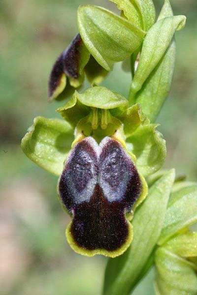 Ophrys creberrima \ Creberrima-Ragwurz, Kreta,  Spili 20.4.2011 (Photo: Helmut Presser)