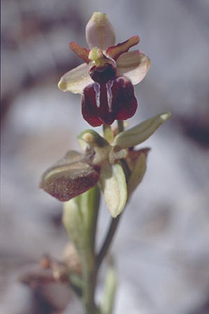 Ophrys cretensis \ Kretische Spinnen-Ragwurz / Cretan Spider Orchid, Kreta/Crete,  Arhanes, Jouhtas 4.4.1990 