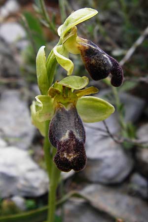 Ophrys creticola \ Kretische Braune-Ragwurz / Cretan Dull Orchid, Kreta/Crete,  Arhanes, Jouhtas 30.3.2015 