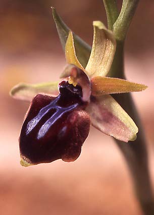 Ophrys doerfleri \ Doerflers Ragwurz, Unechte Busen-Ragwurz / Doerfler's Orchid, Kreta/Crete,  Vai 29.3.2005 (Photo: Helmut Presser)