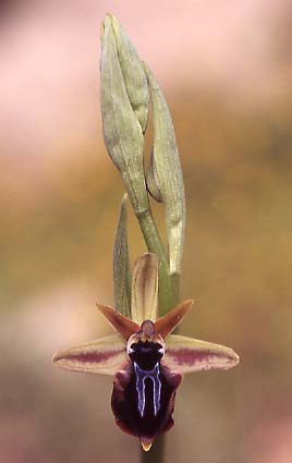 Ophrys doerfleri \ Doerflers Ragwurz, Unechte Busen-Ragwurz, Kreta,  Vai 29.3.2005 (Photo: Helmut Presser)