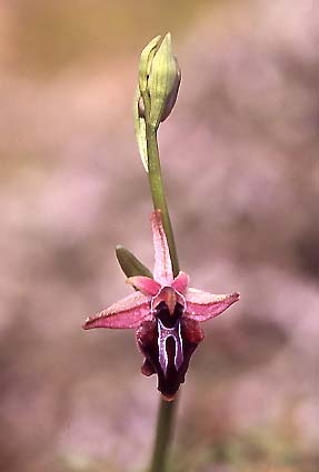 Ophrys doerfleri \ Doerflers Ragwurz, Unechte Busen-Ragwurz / Doerfler's Orchid, Kreta/Crete,  Vai 29.3.2005 (Photo: Helmut Presser)