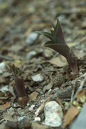 Epipactis cretica \ Kretische Ständelwurz / Cretan Helleborine, Kreta/Crete,  Kamares 10.5.1991 