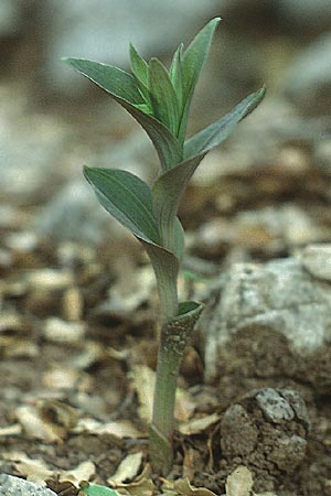 Epipactis cretica \ Kretische Ständelwurz / Cretan Helleborine, Kreta/Crete,  Kamares 10.5.1991 