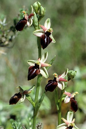 Ophrys doerfleri \ Doerflers Ragwurz, Unechte Busen-Ragwurz / Doerfler's Orchid, Kreta/Crete,  Knossos 3.4.1990 