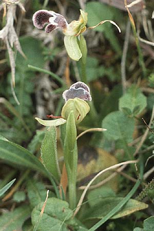 Ophrys fleischmannii \ Fleischmanns Ragwurz / Fleischmann's Ophrys, Kreta/Crete,  Thripti 8.4.1990 