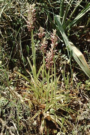 Anacamptis coriophora subsp. fragrans / Fragrant Orchid, Crete,  Tilisos 22.4.2001 