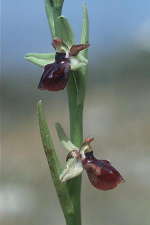 Ophrys gortynia \ Gortyn-Ragwurz / Gortyn Ophrys, Kreta/Crete,  Phaistos 7.4.1990 