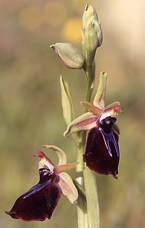 Ophrys grigoriana \ Grigoria-Ragwurz, Kreta,  Akoumia 28.3.2005 (Photo: Helmut Presser)