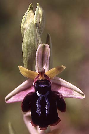 Ophrys grigoriana \ Grigoria-Ragwurz / Grigoria Bee Orchid, Kreta/Crete,  Akoumia 28.3.2005 (Photo: Helmut Presser)