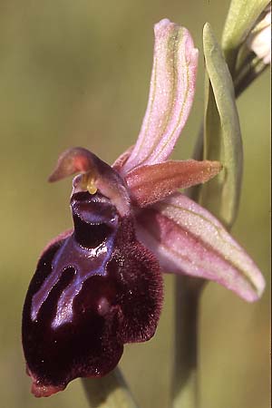 Ophrys grigoriana \ Grigoria-Ragwurz, Kreta,  Akoumia 28.3.2005 (Photo: Helmut Presser)