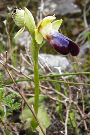 Ophrys iricolor \ Regenbogen-Ragwurz, Kreta,  Spili 5.4.2015 