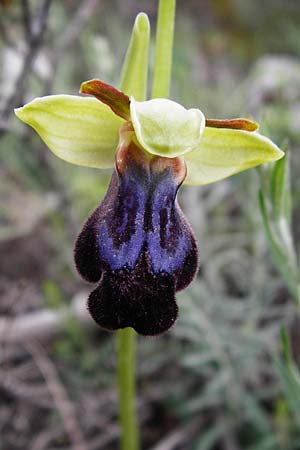 Ophrys iricolor \ Regenbogen-Ragwurz, Kreta,  Kato Chorio 10.4.2015 