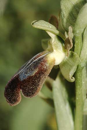 Ophrys iricolor \ Regenbogen-Ragwurz / Rainbow Bee Orchid, Kreta/Crete,  Asteroussia 20.4.2001 