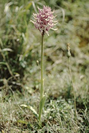 Orchis italica \ Italienisches Knabenkraut, Kreta,  Gerakari 19.4.2001 