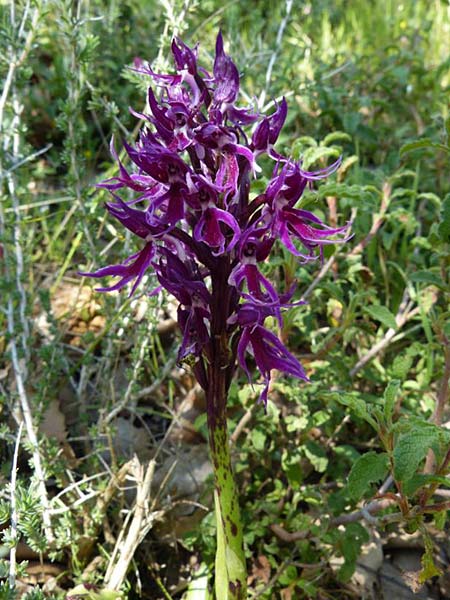Orchis italica farbvariante_color-variant \ Italienisches Knabenkraut, Kreta,  Armeni 9.4.2014 (Photo: Jrgen Hokamp)
