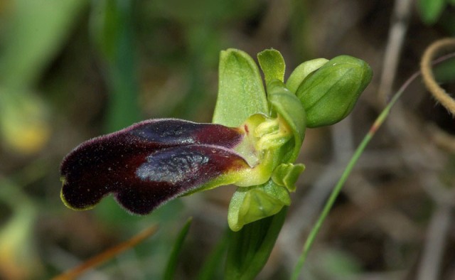 Ophrys kedra \ Zeder-Ragwurz / Cedar Orchid, Kreta/Crete,  Spili 24.4.2010 (Photo: Zissis Antonopoulos)