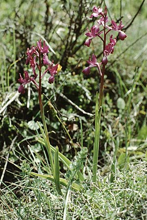 Anacamptis laxiflora \ Lockerblütiges Knabenkraut / Loose-flowered Orchid, Kreta/Crete,  Thripti 6.5.1991 